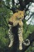leopard-in-tree-01300066b